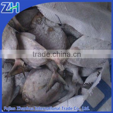 frozen black pomfret fish IQF