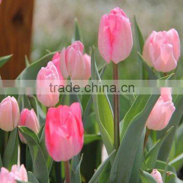 With High Quality and Grade Flower Bulbs Type Tulip With Low Price and Fast Shipping photo-6