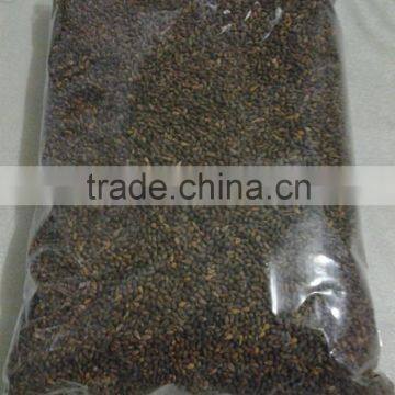 Ochroma Pyramidale Seeds, Balsa Seeds photo-2