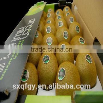 Fresh Green Kiwi photo-2
