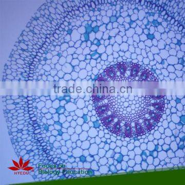 Microscope Prepared Slides ,Flower Slides, Flower of abnormal condition Prepared Slides