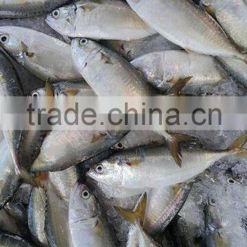 FROZEN INDIAN MACKEREL Whole Round photo-5