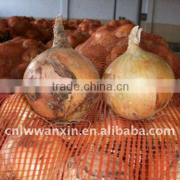 8cm Fresh onion price in October