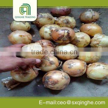 Professional Indian Onion Buyer Made in China