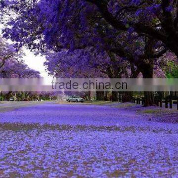 Jacaranda Mimosifolia photo-6