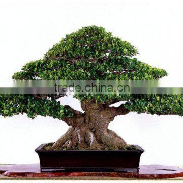 Ficus microcarpa bonsai