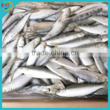 Frozen sardines for tuna bait