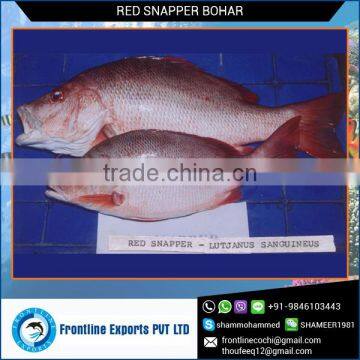 Frozen Red Snapper BOHAR