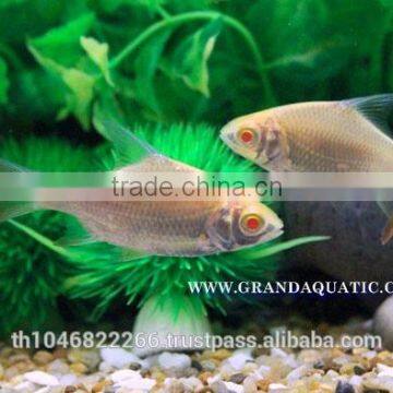 Albino Tinfoil Barb Fish For Sale / Aquarium Fish Farm photo-4