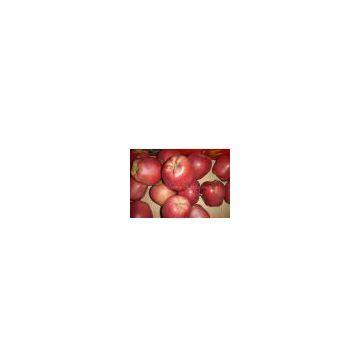 Red Huaniu Apple