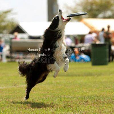 Flying Dog Toy