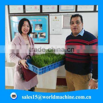 WHIR Export to Saudi Arabia Low Cost Greenhouse for Growing Fodder Barley Grass photo-5