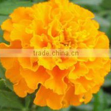 Zeaxanthin Powder 5% Marigold Extract Benefits to Retinal Health