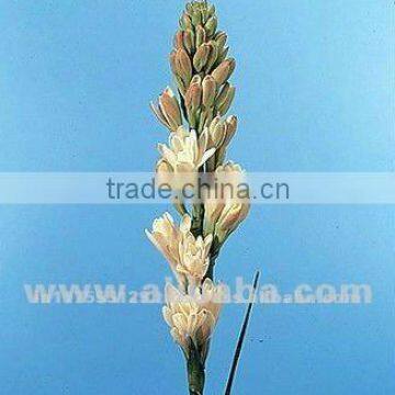 Fresh cut flower tuberose