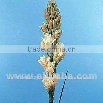Fresh Cut Flower Tuberose