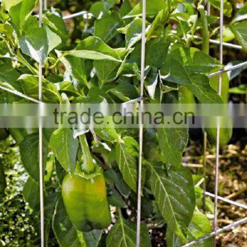 China FY Brand Produce Circle Tomato Cages Plant Support for Export photo-2