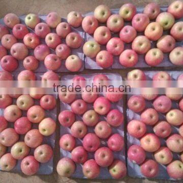 2015 shaanxi qinguan apple