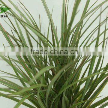 Hot Selling Narture Green Bonsai Plants Wholesale for Garden Decoration