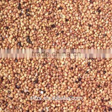 Sorghum Price Can be Very Competitive photo-2