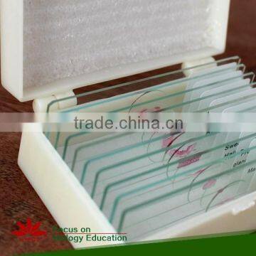 Chick 56 hr, w.m. Microscope Slide in Chick embryology Individual microscope prepared slide