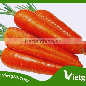 High Yield F1 Carrot Seeds F1 Orange- Asian Tropical Vegetable Seed for planting