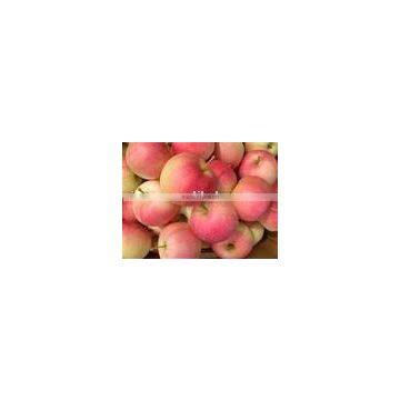 gala apple