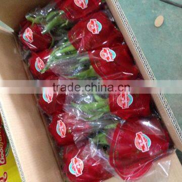 Dragon Fruit photo-3