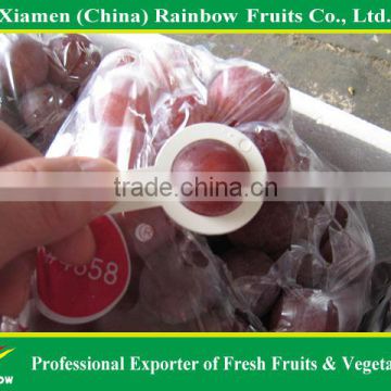 Fresh grapes china with top quality