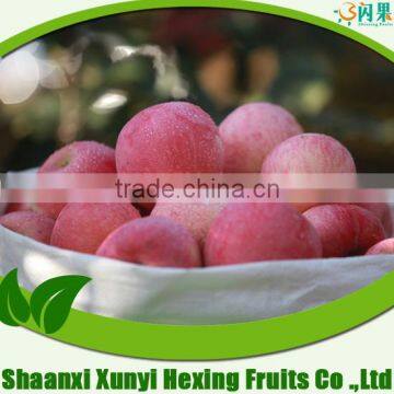 Sweet Fresh Unbagged Apple Red Qinguan Apple photo-2