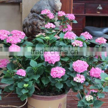 Sale Hydrangea macrophylla flower seeds colorful Hydrangea macrophylla/Silk Ball for planting