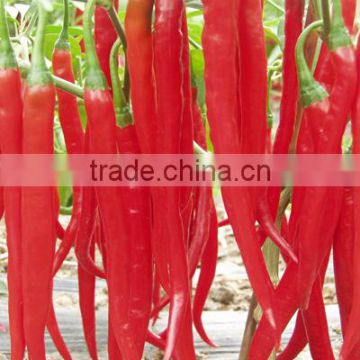 Hot sale hybrid high yield chili pepper seeds-Fragrant spicy No.12