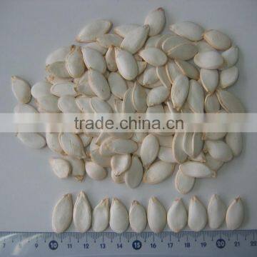 Good Snack Popular Products Chinese Pumpkin seeds