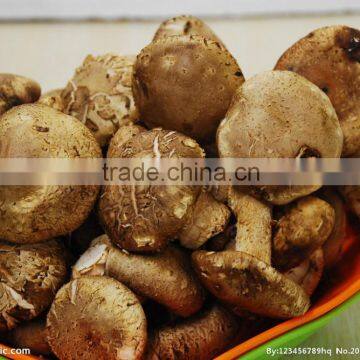 Pollution-free tea flower dried shiitake