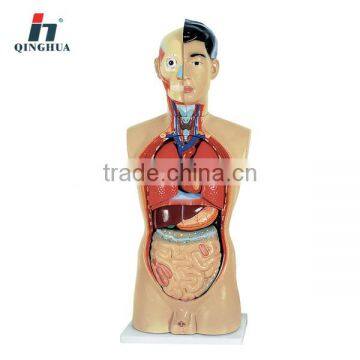 PVC Human model 85cm Anatomy Model