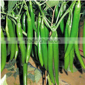 Freshing Eating Hot /Chilli Pepper Seed Fresh Hot No.1