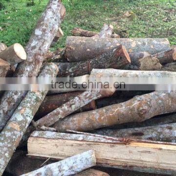 Senna seamia firewood competitive sale