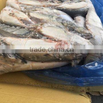 Block frozen Pacific Mackerel