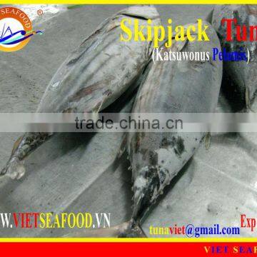 WHOLE ROUND FROZEN SKIPJACK TUNA