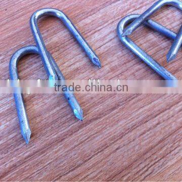 button cap nails china supplier