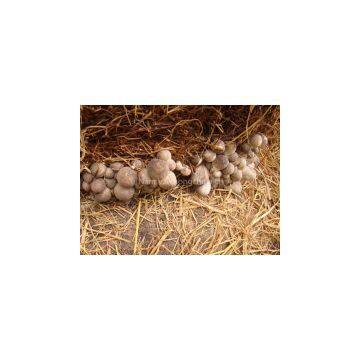 Straw mushroom in brine