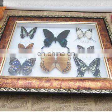 Butterfly in Wooden Frame for Collection and Gifts photo-2