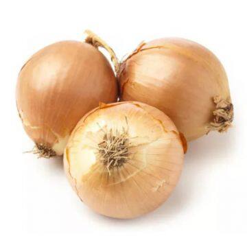 Fresh Yellow Onion in 25kg/Mesh Bag photo-2