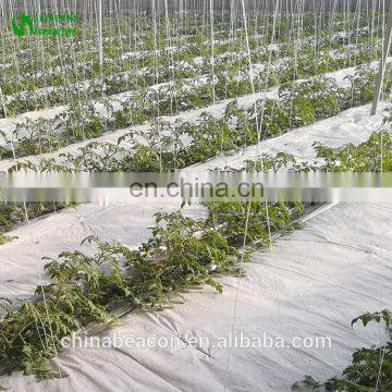 Agricultural Greenhouse Eggplant Hydroponics and Coconut Cultivation Equipment/Hydroponics Growing Systems /Hydroponic Trays photo-6