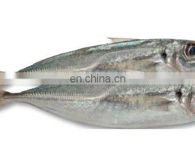 Frozen Small Eye Horse Mackerel Fish Decapterus Maruadsi photo-4