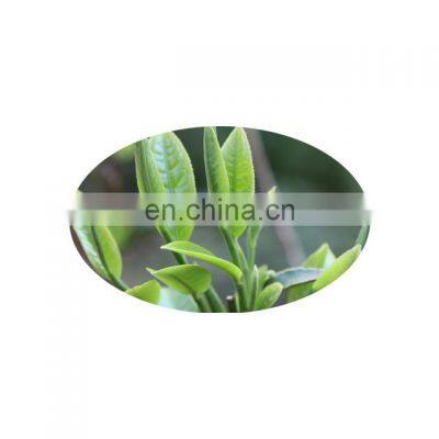 10YEAR Factory , Tea Polyphenol, EGCG ,green Tea Extract Powder photo-2