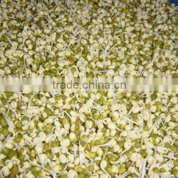 Factory Price Automatic Bean Sprout Growing Machine for Sale photo-2