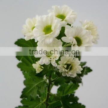 Fresh cut promotional cheap price white cut chrysanthemum