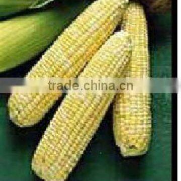 yellow maize