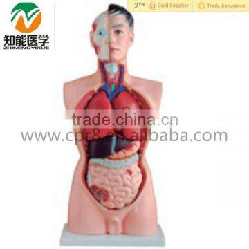 Human Anatomical male torso model with organ