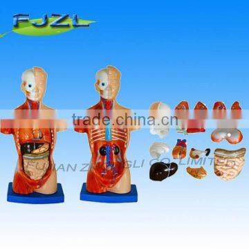 26cm 15 Parts human anatomy torso model